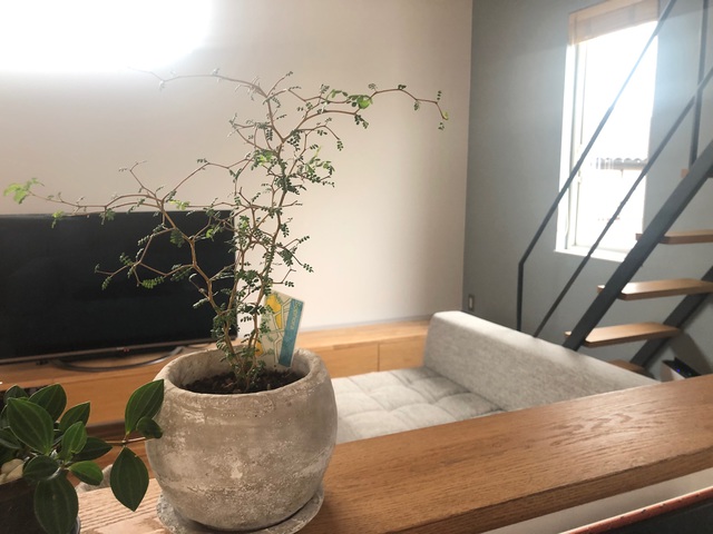 可愛い植物とオーガニックカラーʕ·ᴥ·ʔ